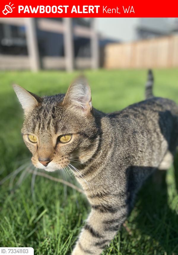 Lost Male Cat last seen Emerald park elementary, Kent, WA 98032