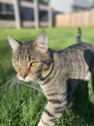 Lost Male Cat last seen Emerald park elementary, Kent, WA 98032