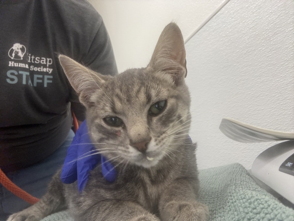 Shelter Stray Female Cat last seen Lakeway Boulevard SE, Port Orchard, WA, 98367, 9167 Dickey Rd NW, Silverdale, WA 98383, USA