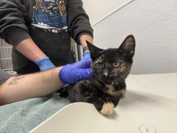 Shelter Stray Female Cat last seen Lakeway Boulevard SE, Port Orchard, WA, 98367, 9167 Dickey Rd NW, Silverdale, WA 98383, USA
