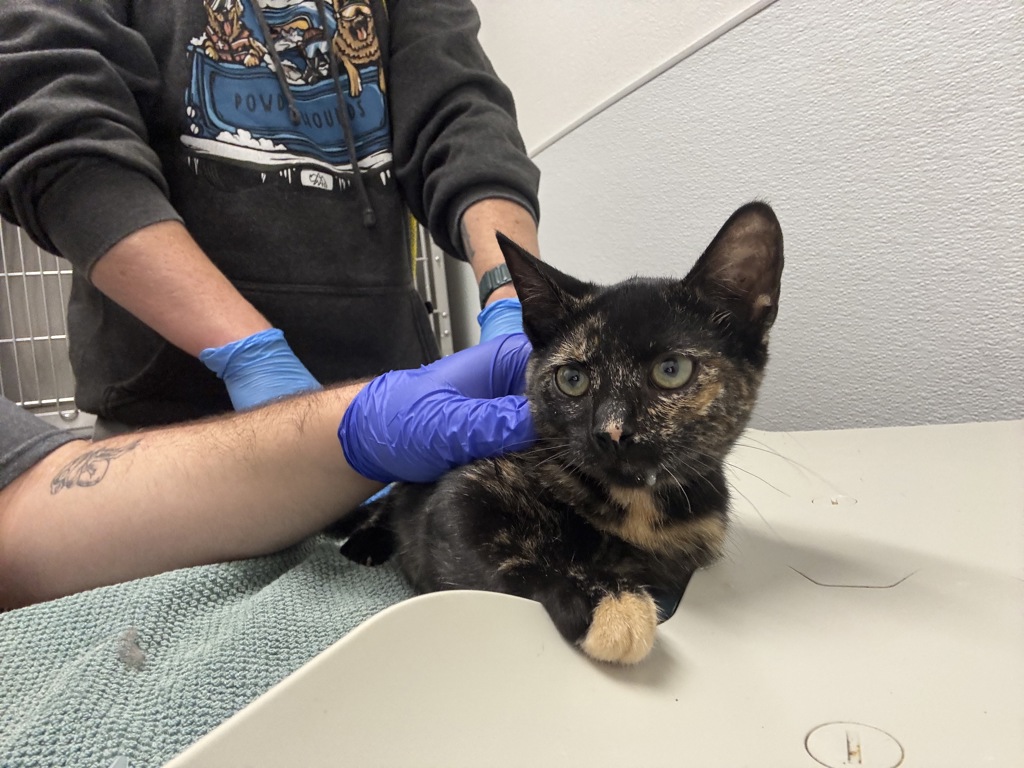 Shelter Stray Female Cat last seen Lakeway Boulevard SE, Port Orchard, WA, 98367, 9167 Dickey Rd NW, Silverdale, WA 98383, USA