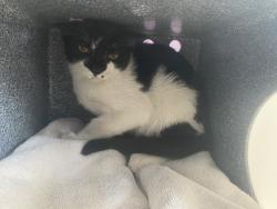 Shelter Stray Male Cat last seen Near S Capehart Street, Kearns Township, UT, 84118, 511 W 3900 S, Salt Lake City, UT 84123, USA