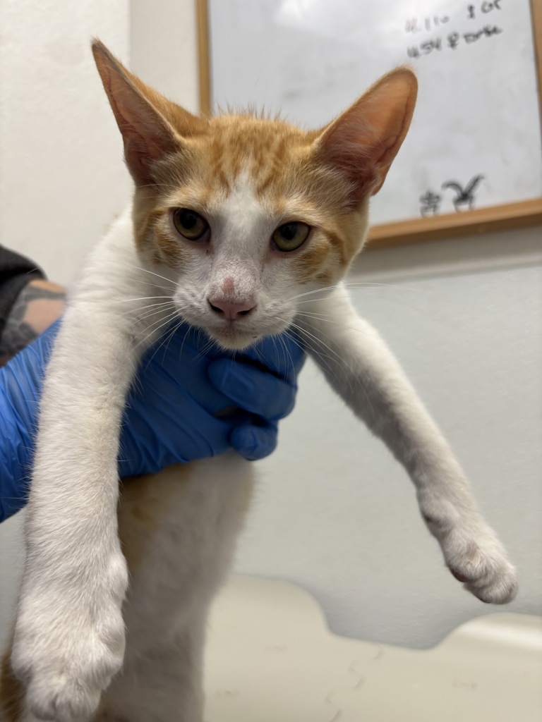 Shelter Stray Male Cat last seen Lakeway Boulevard SE, Port Orchard, WA, 98367, 9167 Dickey Rd NW, Silverdale, WA 98383, USA