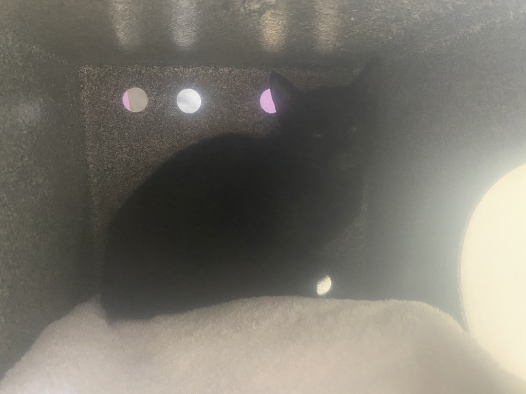 Shelter Stray Female Cat last seen Near S Capehart Street, Kearns Township, UT, 84118, 511 W 3900 S, Salt Lake City, UT 84123, USA