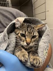 Shelter Stray Unknown Cat last seen Lakeway Boulevard SE, Port Orchard, WA, 98367, 9167 Dickey Rd NW, Silverdale, WA 98383, USA