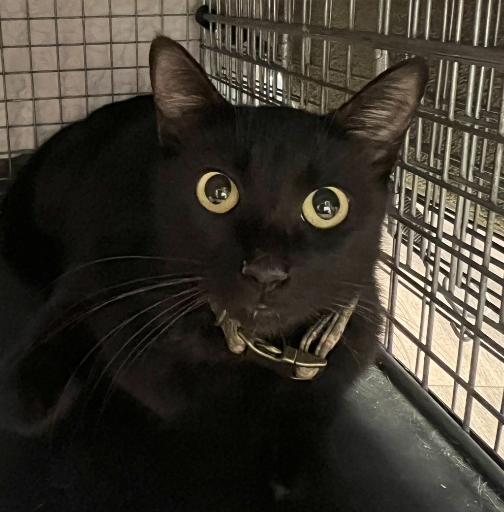 Shelter Stray Female Cat last seen Near 43rd Street, San Diego, CA, 92105, 5500 Gaines St, San Diego, CA 92110, USA
