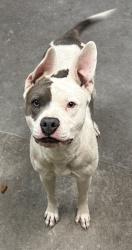 Shelter Stray Female Dog last seen Magnesium & Market Street, SPOKANE, WA, 99217, 6815 E Trent Ave, Spokane, WA 99212, USA