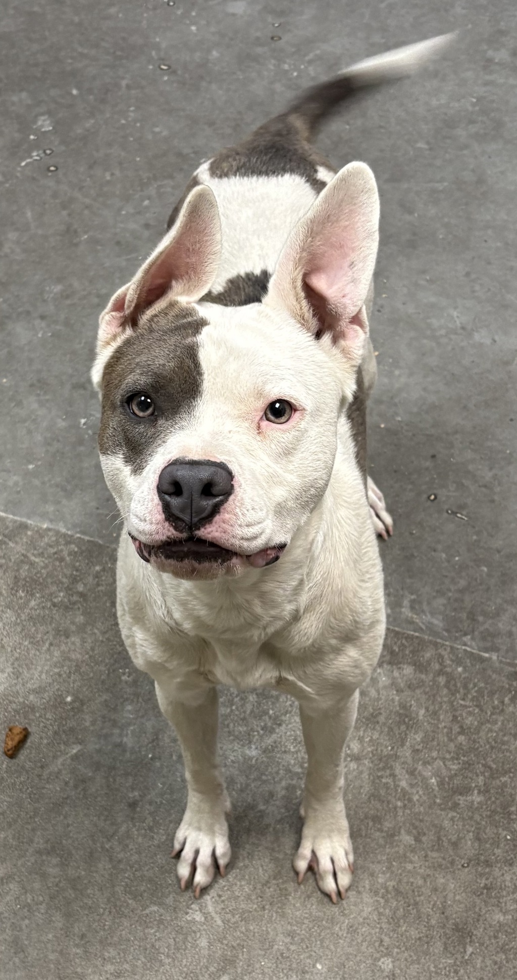 Shelter Stray Female Dog last seen Magnesium & Market Street, SPOKANE, WA, 99217, 6815 E Trent Ave, Spokane, WA 99212, USA