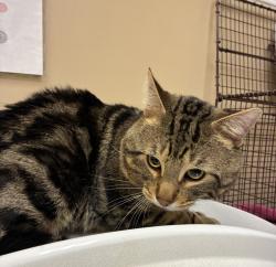 Shelter Stray Male Cat last seen Near N Holy Names Court, SPOKANE, WA, 99224, 6815 E Trent Ave, Spokane, WA 99212, USA