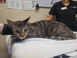 Shelter Stray Female Cat last seen Near Smilax Road, San Marcos, CA, 92069, Oceanside, CA 92058, USA