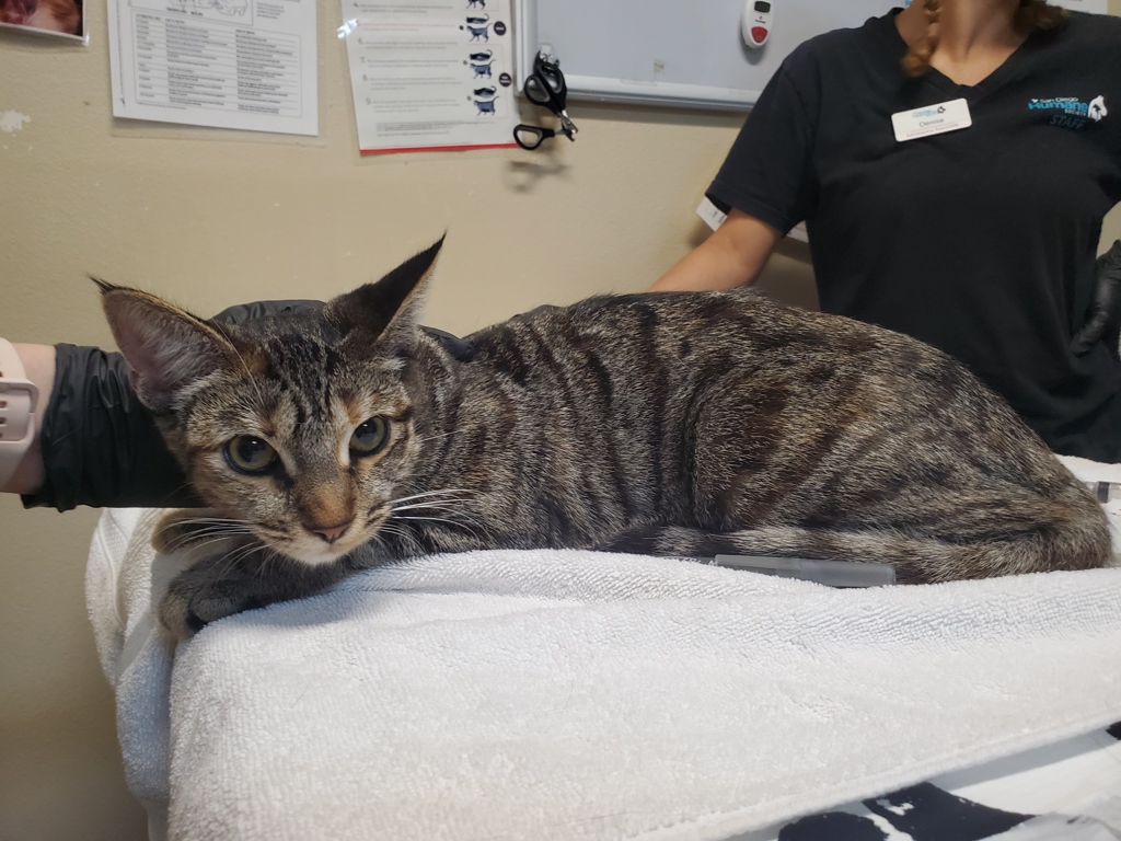 Shelter Stray Female Cat last seen Near Smilax Road, San Marcos, CA, 92069, Oceanside, CA 92058, USA