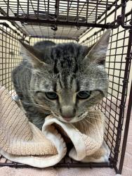 Shelter Stray Male Cat last seen Near N Holy Names Court, SPOKANE, WA, 99224, 6815 E Trent Ave, Spokane, WA 99212, USA