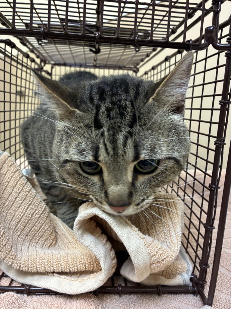 Shelter Stray Male Cat last seen Near N Holy Names Court, SPOKANE, WA, 99224, 6815 E Trent Ave, Spokane, WA 99212, USA