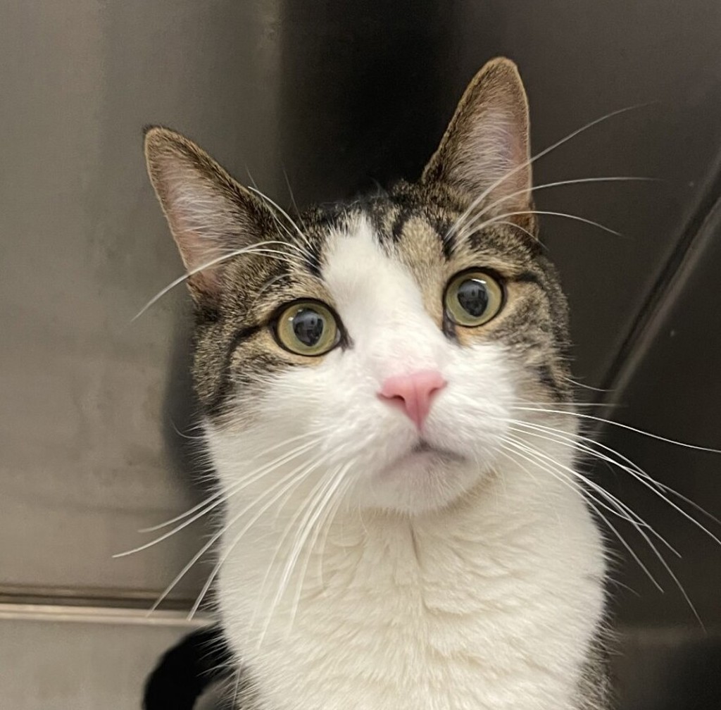 Shelter Stray Unknown Cat last seen 84th / N Sheridan Blvd, Westminster, CO, 80031, 580 McIntyre St, Golden, CO 80401, USA