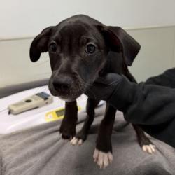 Shelter Stray Male Dog last seen Not Provided., San Diego, CA, 92110, 5500 Gaines St, San Diego, CA 92110, USA