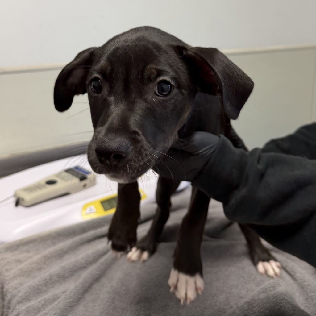 Shelter Stray Male Dog last seen Not Provided., San Diego, CA, 92110, 5500 Gaines St, San Diego, CA 92110, USA