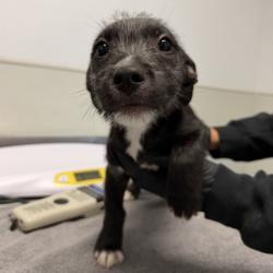 Shelter Stray Male Dog last seen Not Provided., San Diego, CA, 92110, 5500 Gaines St, San Diego, CA 92110, USA