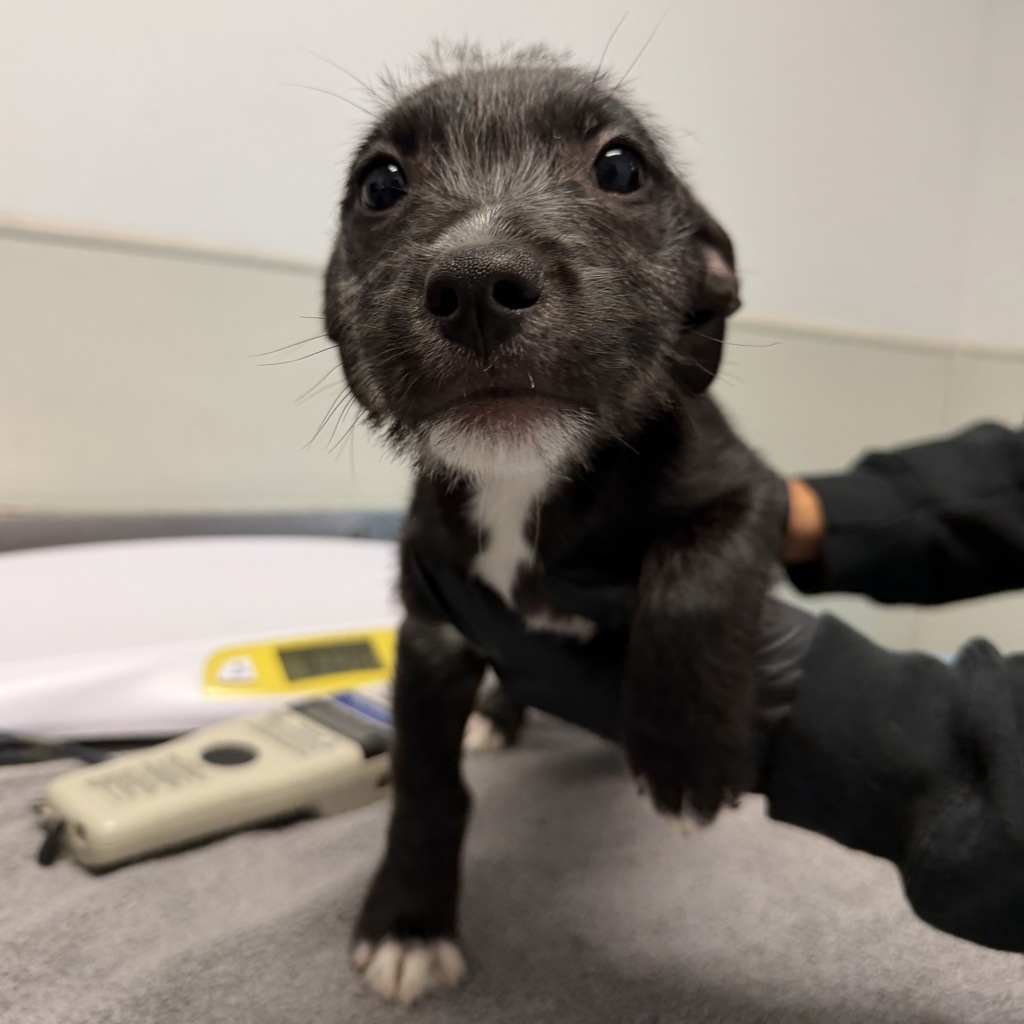 Shelter Stray Male Dog last seen Not Provided., San Diego, CA, 92110, 5500 Gaines St, San Diego, CA 92110, USA