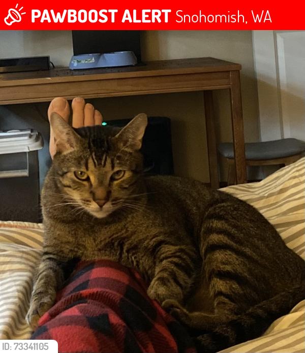 Lost Male Cat last seen Clark’s Pond neighborhood, Snohomish, WA 98290