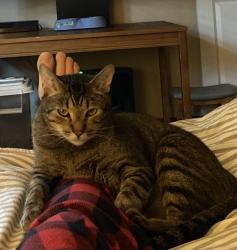 Lost Male Cat last seen Clark’s Pond neighborhood, Snohomish, WA 98290