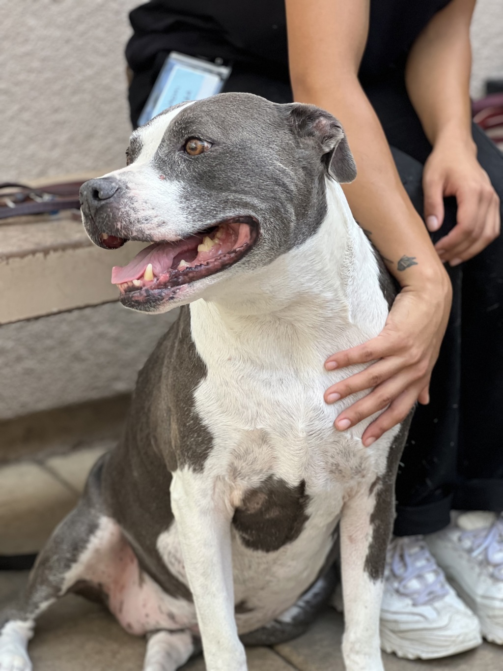 Shelter Stray Female Dog last seen Near Akins Avenue, San Diego, CA, 92114, 5500 Gaines St, San Diego, CA 92110, USA