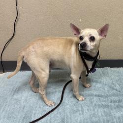 Shelter Stray Male Dog last seen Near Gardenia Street, Oceanside, CA, 92057, Oceanside, CA 92058, USA