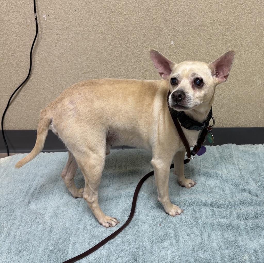 Shelter Stray Male Dog last seen Near Gardenia Street, Oceanside, CA, 92057, Oceanside, CA 92058, USA