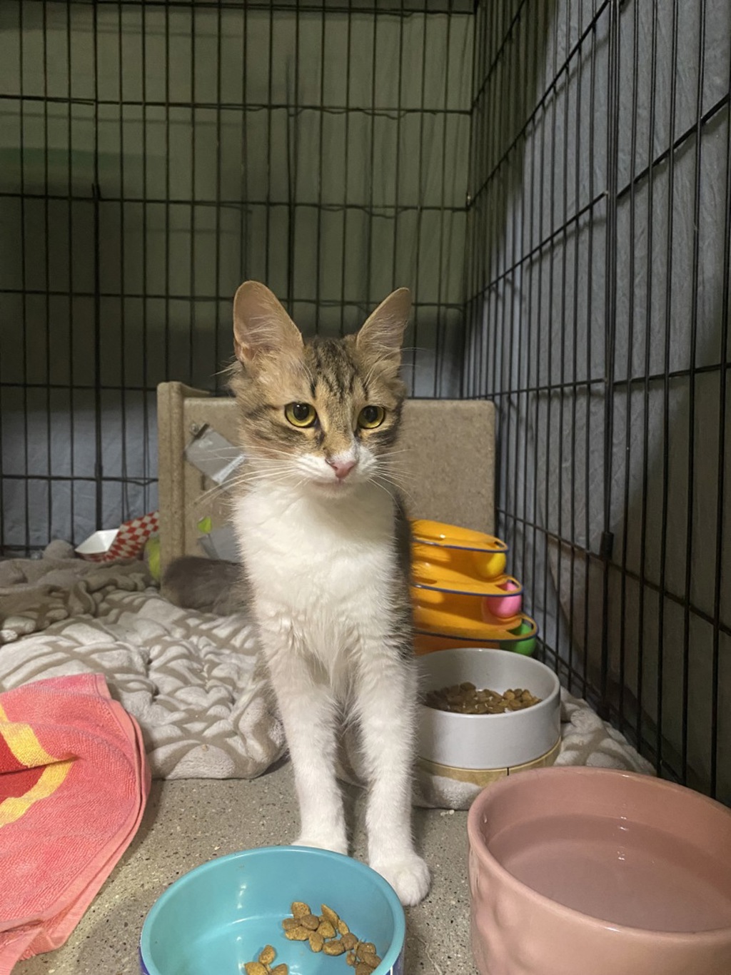 Shelter Stray Female Cat last seen Near Mesa Drive, Oceanside, CA, 92054, Oceanside, CA 92058, USA
