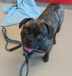 Shelter Stray Male Dog last seen Near Phyllis Place, San Diego, CA, 92123, El Cajon, CA 92020, USA