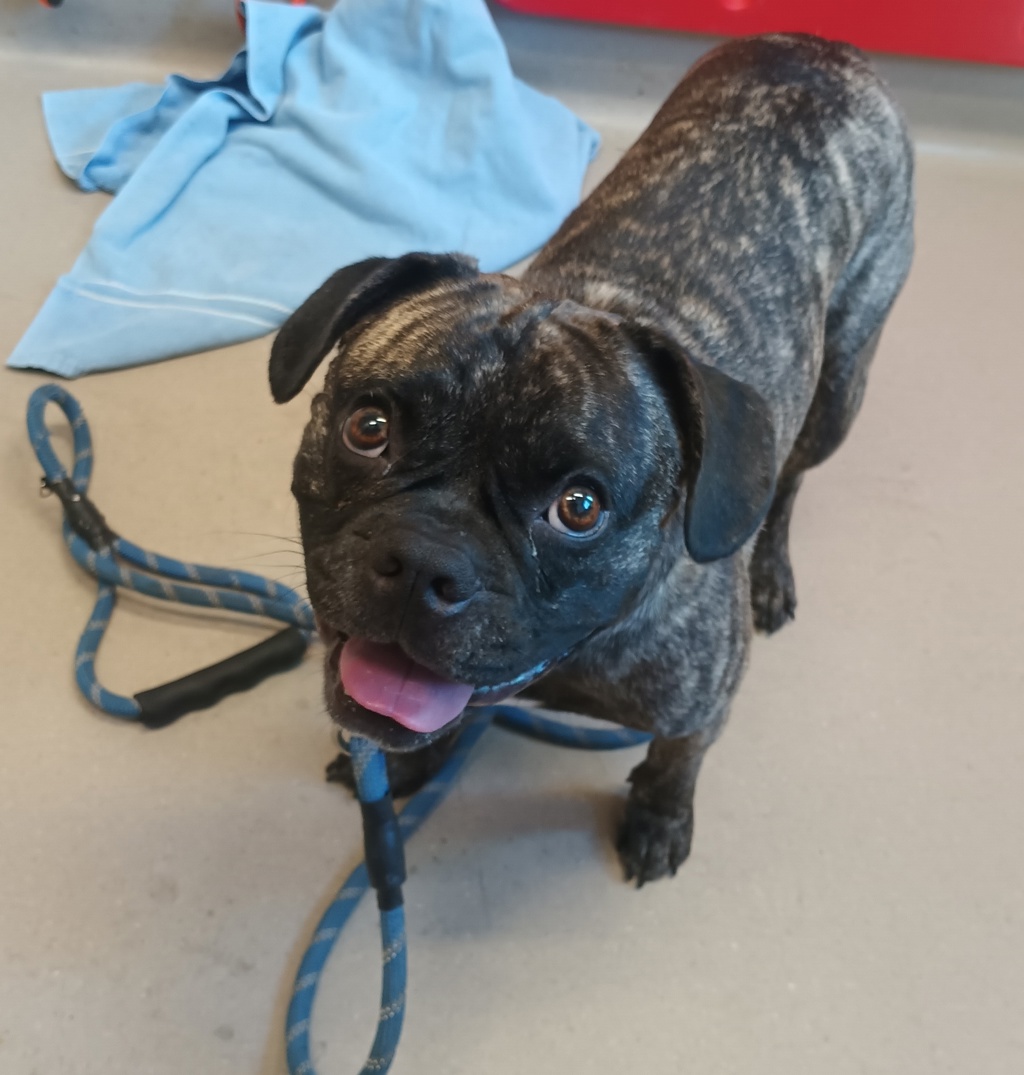 Shelter Stray Male Dog last seen Near Phyllis Place, San Diego, CA, 92123, El Cajon, CA 92020, USA