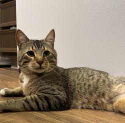 Shelter Stray Male Cat last seen ADOPTION RETURN, PORTLAND, OR, 97230, 1700 W Historic Columbia River Hwy, Troutdale, OR 97060, USA