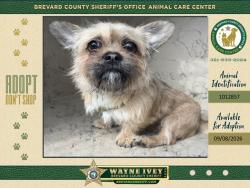 Shelter Stray Female Dog last seen FL, 5100 W Eau Gallie Blvd, Melbourne, FL 32934, USA
