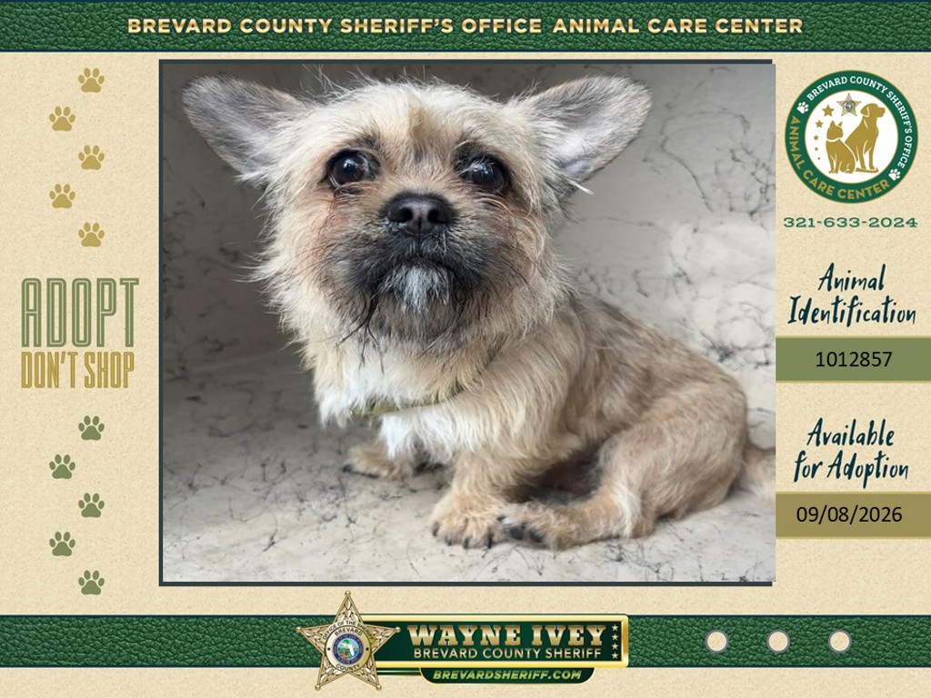 Shelter Stray Female Dog last seen FL, 5100 W Eau Gallie Blvd, Melbourne, FL 32934, USA
