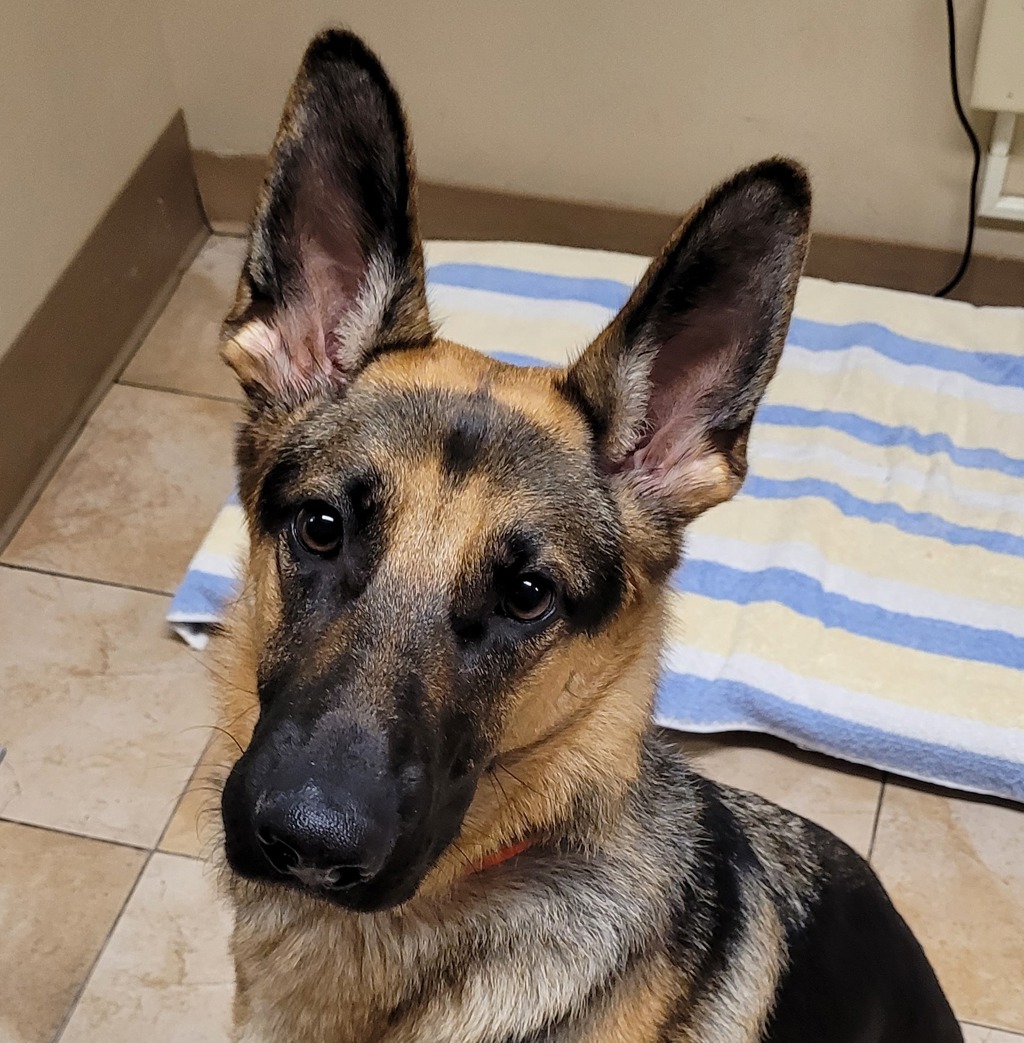 Shelter Stray Female Dog last seen SW 4th / Sw oak, OR, 1700 W Historic Columbia River Hwy, Troutdale, OR 97060, USA