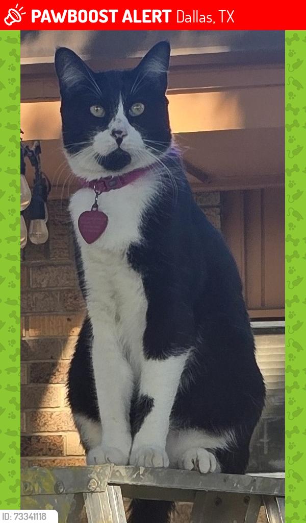 Lost Male Cat last seen Webb Chapel and Royal Lanes 75229, Dallas, TX 75229