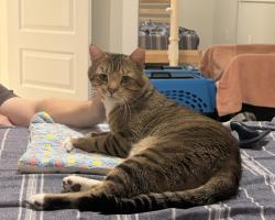 Shelter Stray Male Cat last seen NW 13th and NW Raleigh St, PORTLAND, OR, 97209, 1700 W Historic Columbia River Hwy, Troutdale, OR 97060, USA