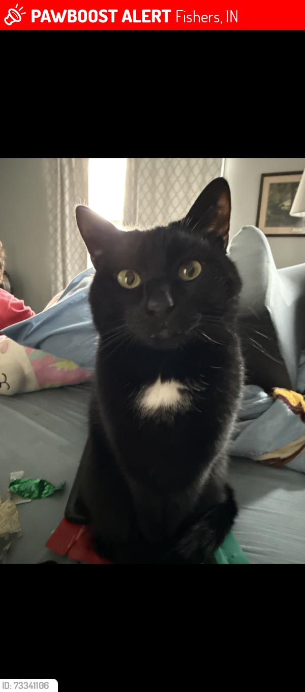 Lost Male Cat last seen knoll crossing and conner knoll pkwy on 131st and allisonville, Fishers, IN 46038