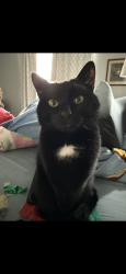 Lost Male Cat last seen knoll crossing and conner knoll pkwy on 131st and allisonville, Fishers, IN 46038