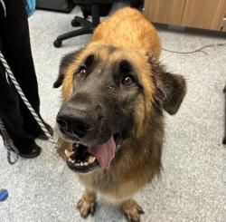 Shelter Stray Male Dog last seen OR, 1700 W Historic Columbia River Hwy, Troutdale, OR 97060, USA