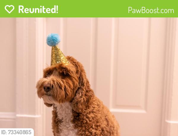 Reunited Unknown Dog last seen Stevenson Ranch, Santa Clarita, CA 91381 (escaped through a side door), Stevenson Ranch, CA 91381