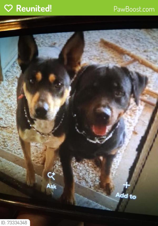 Reunited Unknown Dog last seen 48th Ave Granada rd, Phoenix, AZ 85035