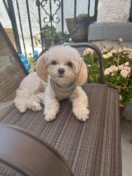 Lost Female Dog last seen Near Folsom st., Los Angeles, CA 90033