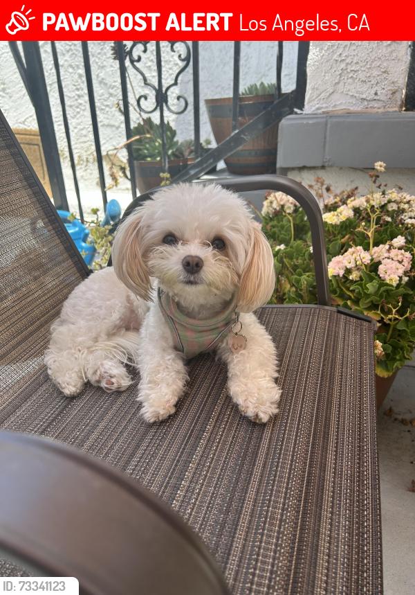 Lost Female Dog last seen Near Folsom st., Los Angeles, CA 90033