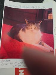 Reunited Female Cat last seen Collins and Adele, Orange, CA 92867