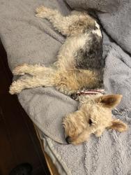 Reunited Male Dog last seen Homeward Hills, Eden Prairie, MN 55347