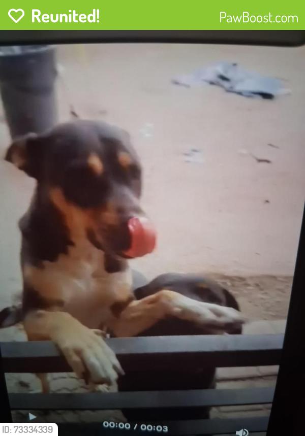 Reunited Female Dog last seen 48th Ave Granada rd, Phoenix, AZ 85035