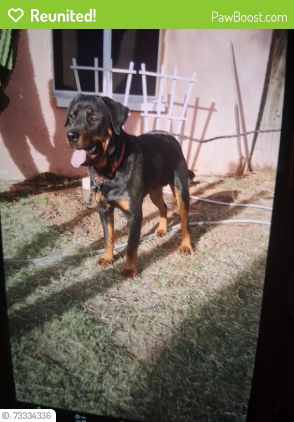 Reunited Male Dog last seen 48th Ave Granada rd, Phoenix, AZ 85035