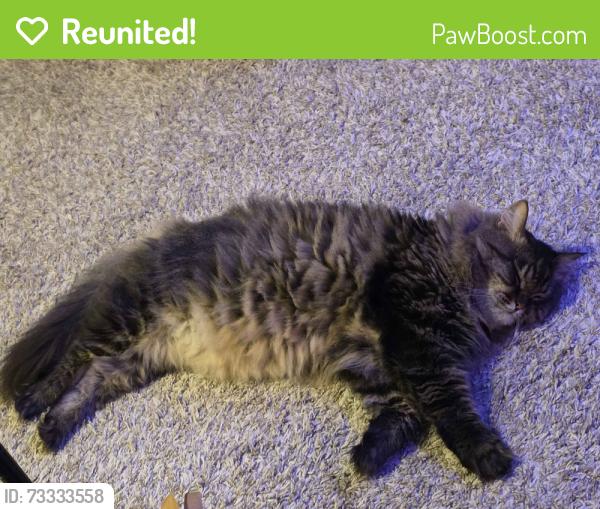 Reunited Male Cat last seen Near Spencer Lake Bar & Grill, Mason County, WA 98584