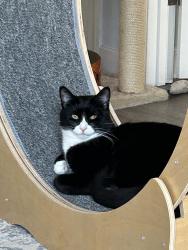 Reunited Male Cat last seen Sandy Lane, Warwick, RI 02889