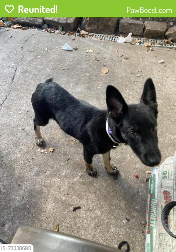 Reunited Female Dog last seen Nw 19 and north Minnie lane, Oklahoma City, OK 73127